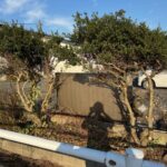 💚木こりーーーノ💚(ΦωΦ)